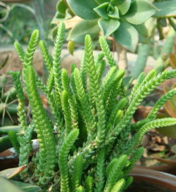 家里阳光不足怎么养花，选对植物种类，掌握养护技巧