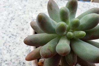 家里阳光不足怎么养花，选对植物种类，掌握养护技巧