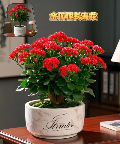 家里阳光不足怎么养花，选对植物种类，掌握养护技巧