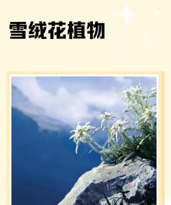 家里阳光不足怎么养花，选对植物种类，掌握养护技巧