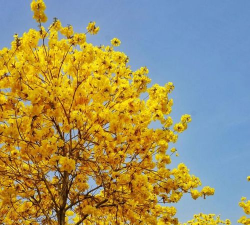 家里阳光不足怎么养花，选对植物种类，掌握养护技巧