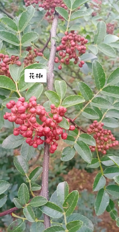 家里阳光不足怎么养花，选对植物种类，掌握养护技巧