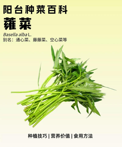 家里阳光不足怎么养花，选对植物种类，掌握养护技巧