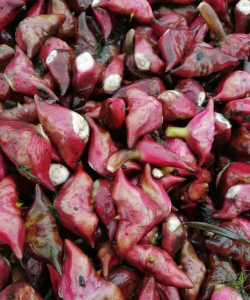 家里阳光不足怎么养花，选对植物种类，掌握养护技巧