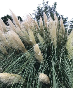 家里阳光不足怎么养花，选对植物种类，掌握养护技巧