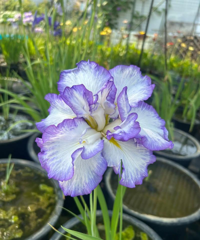 家里阳光不足怎么养花，选对植物种类，掌握养护技巧