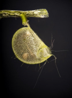 家里阳光不足怎么养花，选对植物种类，掌握养护技巧