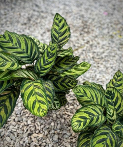 家里阳光不足怎么养花，选对植物种类，掌握养护技巧