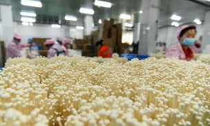 家里阳光不足怎么养花，选对植物种类，掌握养护技巧