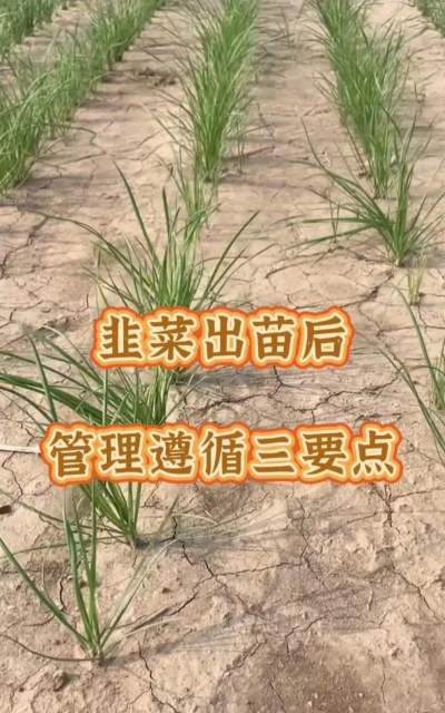 家里阳光不足怎么养花，选对植物种类，掌握养护技巧