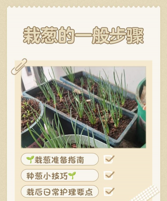 家里阳光不足怎么养花，选对植物种类，掌握养护技巧