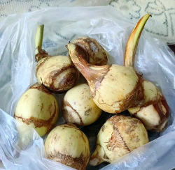 家里阳光不足怎么养花，选对植物种类，掌握养护技巧