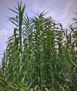 家里阳光不足怎么养花，选对植物种类，掌握养护技巧