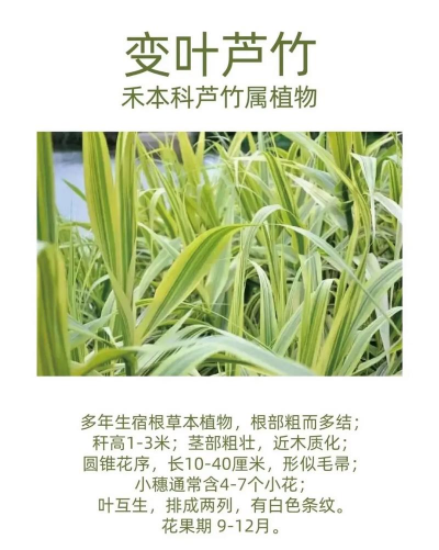 家里阳光不足怎么养花，选对植物种类，掌握养护技巧