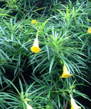 家里阳光不足怎么养花，选对植物种类，掌握养护技巧