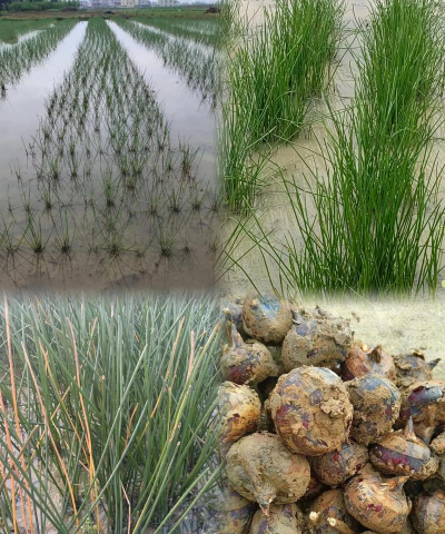 野荸荠 野荸荠百科 野荸荠 野荸荠百科