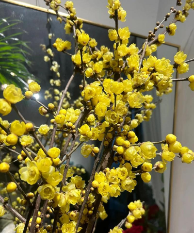 家里阳光不足怎么养花，选对植物种类，掌握养护技巧