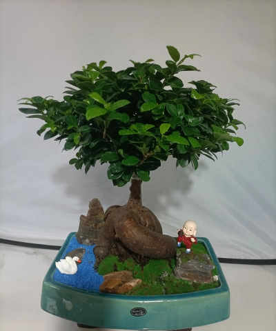 家里阳光不足怎么养花，选对植物种类，掌握养护技巧