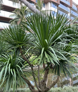 家里阳光不足怎么养花，选对植物种类，掌握养护技巧