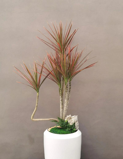 家里阳光不足怎么养花，选对植物种类，掌握养护技巧