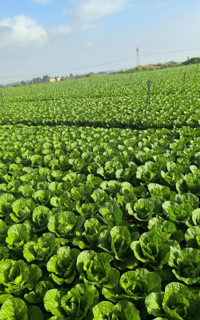 家里阳光不足怎么养花，选对植物种类，掌握养护技巧