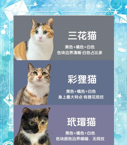 家里阳光不足怎么养花，选对植物种类，掌握养护技巧