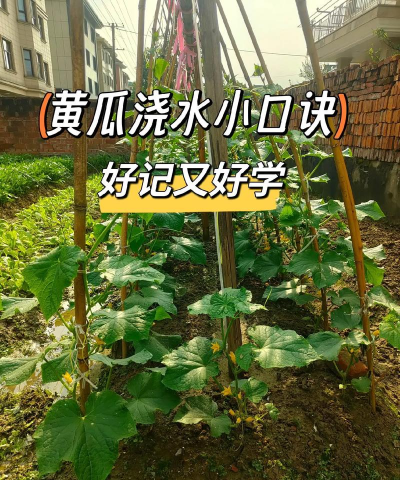 家里阳光不足怎么养花，选对植物种类，掌握养护技巧