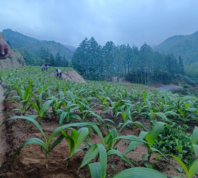 家里阳光不足怎么养花，选对植物种类，掌握养护技巧