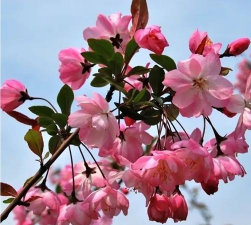 家里阳光不足怎么养花，选对植物种类，掌握养护技巧