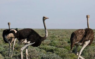 家里阳光不足怎么养花，选对植物种类，掌握养护技巧