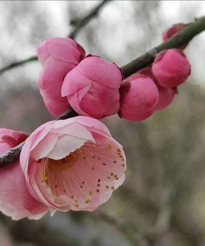 家里阳光不足怎么养花，选对植物种类，掌握养护技巧