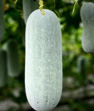 家里阳光不足怎么养花，选对植物种类，掌握养护技巧