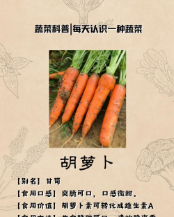 家里阳光不足怎么养花，选对植物种类，掌握养护技巧
