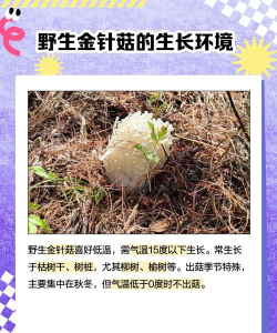 家里阳光不足怎么养花，选对植物种类，掌握养护技巧