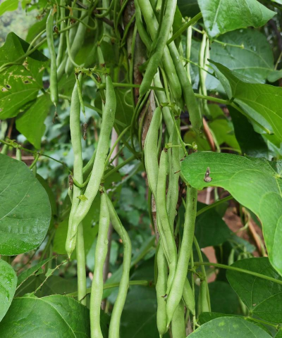 家里阳光不足怎么养花，选对植物种类，掌握养护技巧