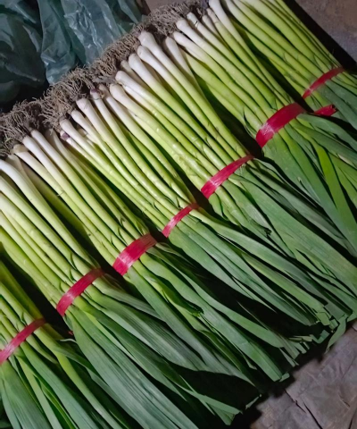 家里阳光不足怎么养花，选对植物种类，掌握养护技巧