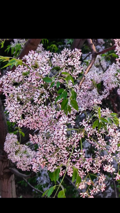 家里阳光不足怎么养花，选对植物种类，掌握养护技巧