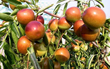 家里阳光不足怎么养花，选对植物种类，掌握养护技巧