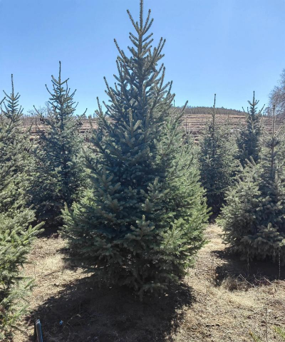 云杉的养殖方法