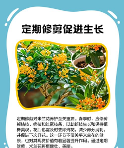 家里阳光不足怎么养花，选对植物种类，掌握养护技巧