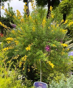 家里阳光不足怎么养花，选对植物种类，掌握养护技巧