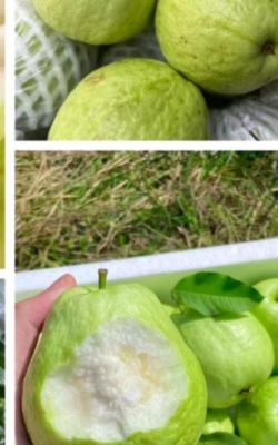 家里阳光不足怎么养花，选对植物种类，掌握养护技巧