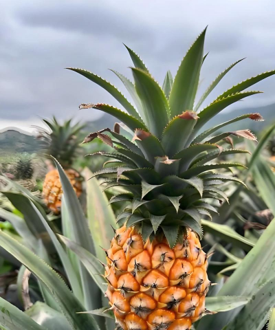 家里阳光不足怎么养花，选对植物种类，掌握养护技巧