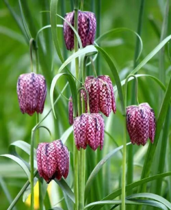 家里阳光不足怎么养花，选对植物种类，掌握养护技巧