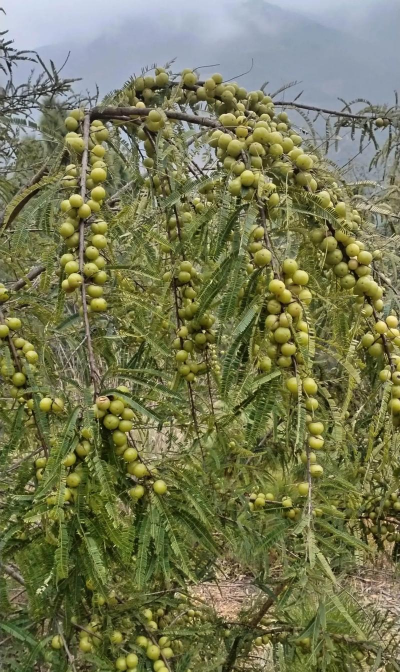 家里阳光不足怎么养花，选对植物种类，掌握养护技巧