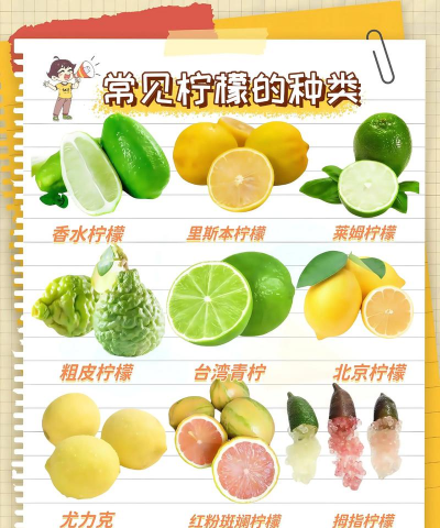 家里阳光不足怎么养花，选对植物种类，掌握养护技巧