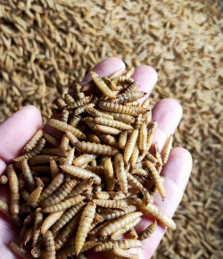 小众送妈妈的花有哪些花