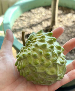 家里阳光不足怎么养花，选对植物种类，掌握养护技巧