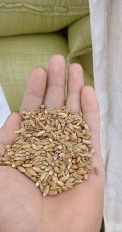 家里阳光不足怎么养花，选对植物种类，掌握养护技巧