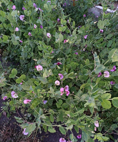 家里阳光不足怎么养花，选对植物种类，掌握养护技巧